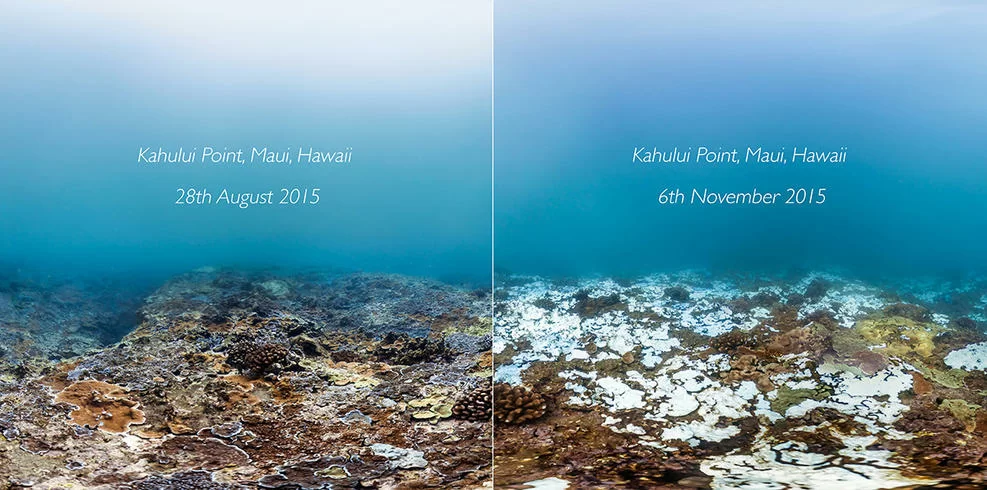 hawaii-coral-bleaching hawaii-coral-bleaching